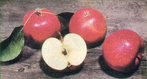 North American Fruit Explorers, Organic Agriculture, Orchard Sanitation, and Other Seasonal Gardening Tips Image